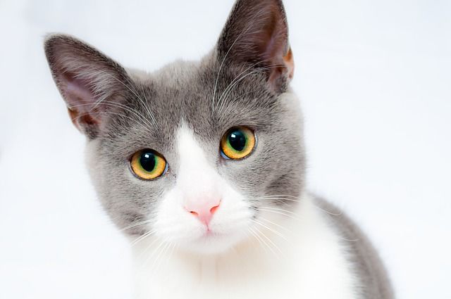 Un chat